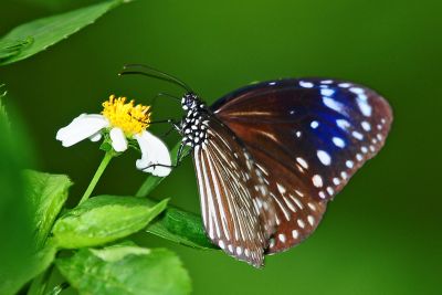 異紋紫斑蝶 Euploea mulciber barsine 雌蟲