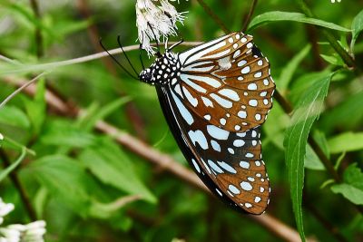淡紋青斑蝶 Tirumala limniace limniace 雄蟲