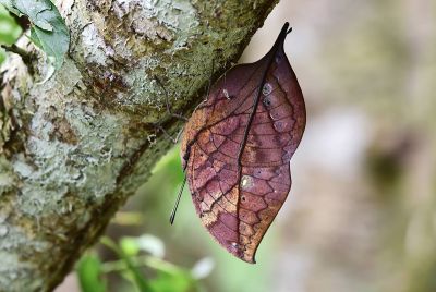 枯葉蝶 Kallima inachus formosana