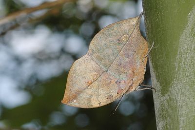 枯葉蝶 Kallima inachus formosana 性別不明