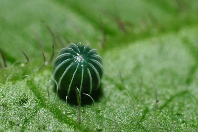 枯葉蝶 Kallima inachus formosana