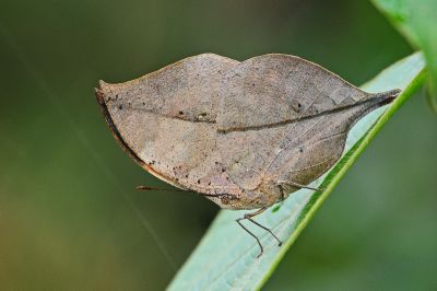 枯葉蝶 Kallima inachus formosana 性別不明
