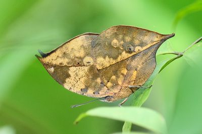 枯葉蝶 Kallima inachus formosana 性別不明
