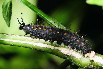 枯葉蝶 Kallima inachus formosana