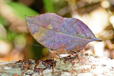 枯葉蝶 Kallima inachus formosana 性別不明