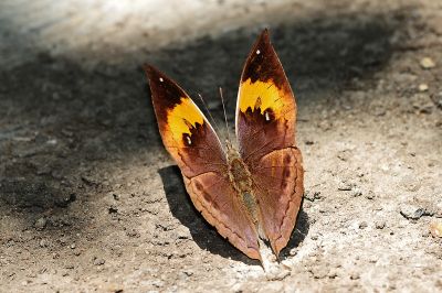 枯葉蝶 Kallima inachus formosana 性別不明