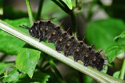 枯葉蝶 Kallima inachus formosana