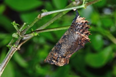 枯葉蝶 Kallima inachus formosana