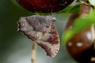 森林暮眼蝶 Melanitis phedima polishana 性別不明