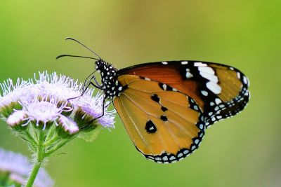 金斑蝶 Danaus chrysippus 雄蟲