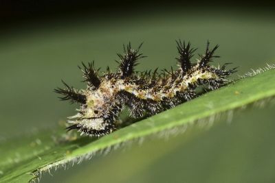 殘眉線蛺蝶 Limenitis sulpitia tricula