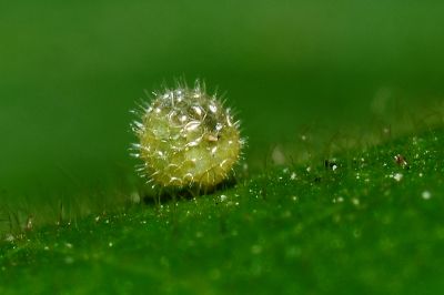 殘眉線蛺蝶 Limenitis sulpitia tricula