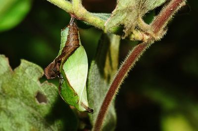 殘眉線蛺蝶 Limenitis sulpitia tricula