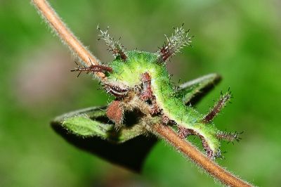 殘眉線蛺蝶 Limenitis sulpitia tricula