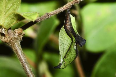 殘眉線蛺蝶 Limenitis sulpitia tricula