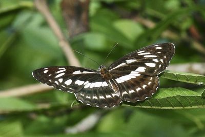 殘眉線蛺蝶 Limenitis sulpitia tricula 性別不明
