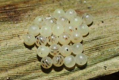 Neope muirheadi nagasawae