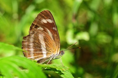 深山環蛺蝶 Neptis sylvana esakii 性別不明