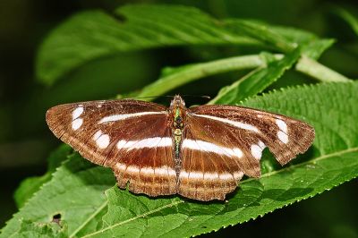 深山環蛺蝶 Neptis sylvana esakii 性別不明