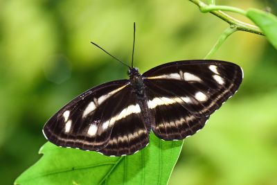 流紋環蛺蝶 Neptis noyala ikedai 性別不明