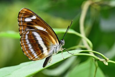 流紋環蛺蝶 Neptis noyala ikedai 性別不明