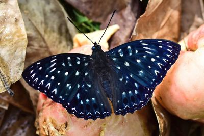 流星蛺蝶 Dichorragia nesimachus formosanus 雌蟲