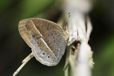 淺色眉眼蝶 Mycalesis sangaica mara 性別不明