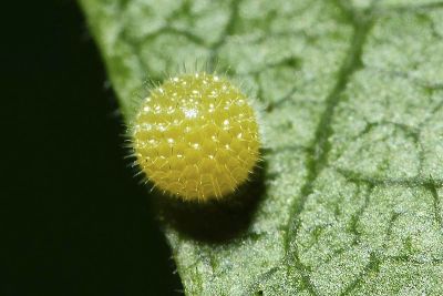 玄珠帶蛺蝶 Athyma perius