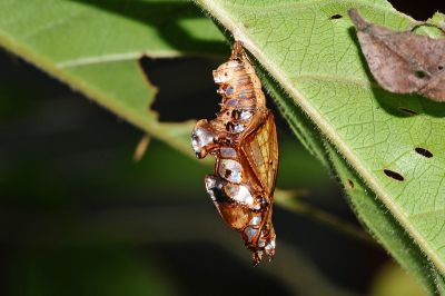 玄珠帶蛺蝶 Athyma perius