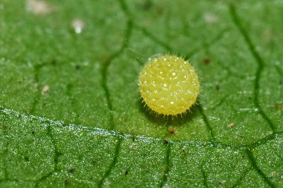 玄珠帶蛺蝶 Athyma perius