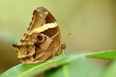 長紋黛眼蝶 Lethe europa pavida 雌蟲