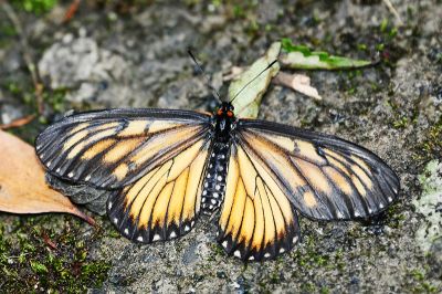 苧麻細蝶 Acraea issoria formosana 雌蟲