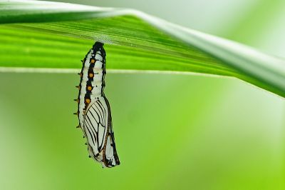 苧麻細蝶 Acraea issoria formosana