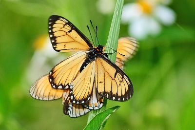 苧麻細蝶 Acraea issoria formosana 交尾中個體