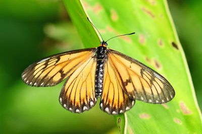 苧麻細蝶 Acraea issoria formosana 雌蟲