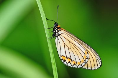 苧麻細蝶 Acraea issoria formosana 性別不明