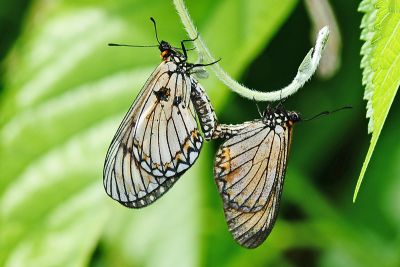 苧麻細蝶 Acraea issoria formosana 交尾中個體