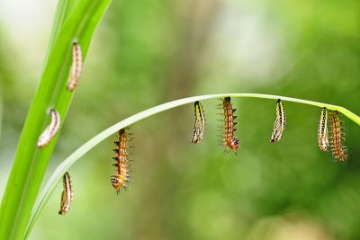 苧麻細蝶 Acraea issoria formosana