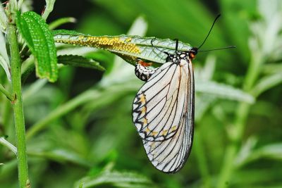 苧麻細蝶 Acraea issoria formosana