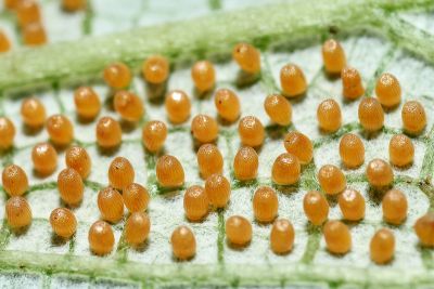 苧麻細蝶 Acraea issoria formosana