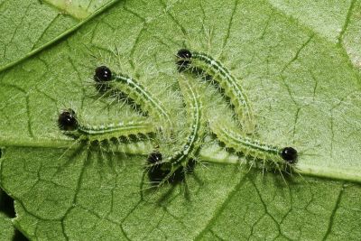 瑙蛺蝶 Abrota ganga formosana