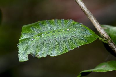 瑙蛺蝶 Abrota ganga formosana