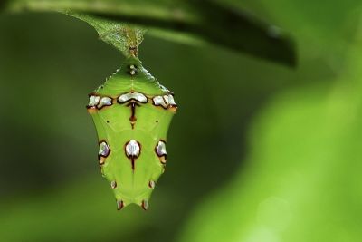 瑙蛺蝶 Abrota ganga formosana