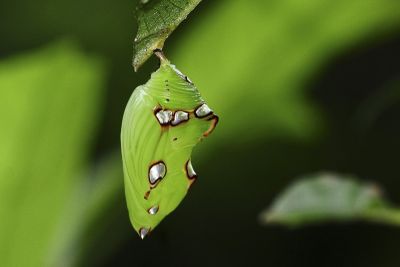 瑙蛺蝶 Abrota ganga formosana