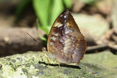 瑙蛺蝶 Abrota ganga formosana 雌蟲