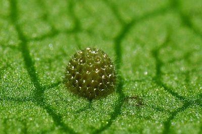 異紋帶蛺蝶 Athyma selenophora laela