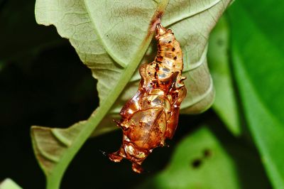 異紋帶蛺蝶 Athyma selenophora laela