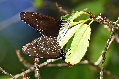 異紋紫斑蝶 Euploea mulciber barsine 交尾中個體