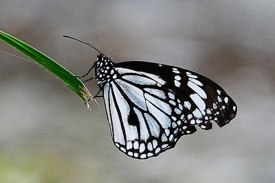 白虎斑蝶 Danaus melanippus edmondii