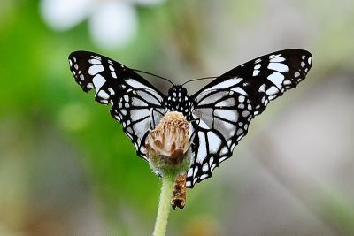白虎斑蝶 Danaus melanippus edmondii